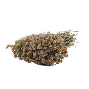 ÜZERLİK OTU (NAZAR OTU) BAĞ
