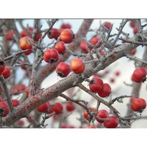 KIRMIZI ALIÇ KURUSU 100 GR