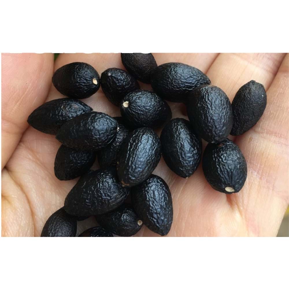 DEFNE TOHUMU 100 GR